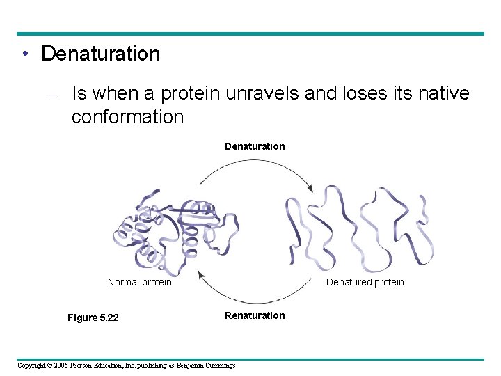  • Denaturation – Is when a protein unravels and loses its native conformation