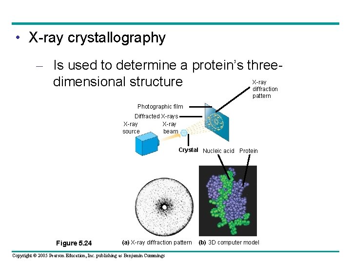  • X-ray crystallography – Is used to determine a protein’s three. X-ray dimensional