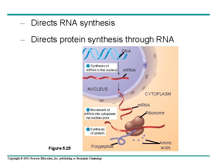 – Directs RNA synthesis – Directs protein synthesis through RNA DNA 1 Synthesis of