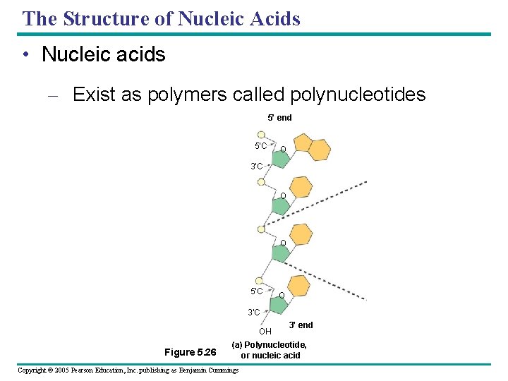 The Structure of Nucleic Acids • Nucleic acids – Exist as polymers called polynucleotides