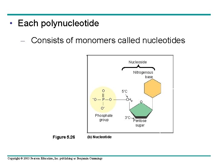  • Each polynucleotide – Consists of monomers called nucleotides Nucleoside Nitrogenous base O