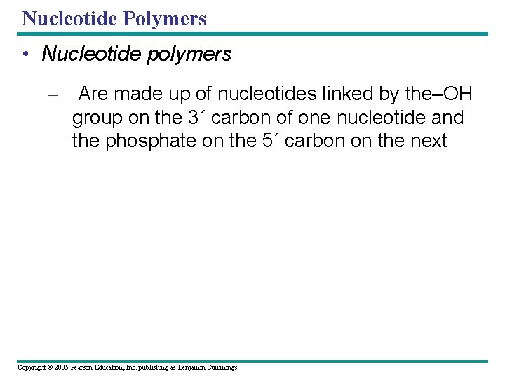 Nucleotide Polymers • Nucleotide polymers – Are made up of nucleotides linked by the–OH