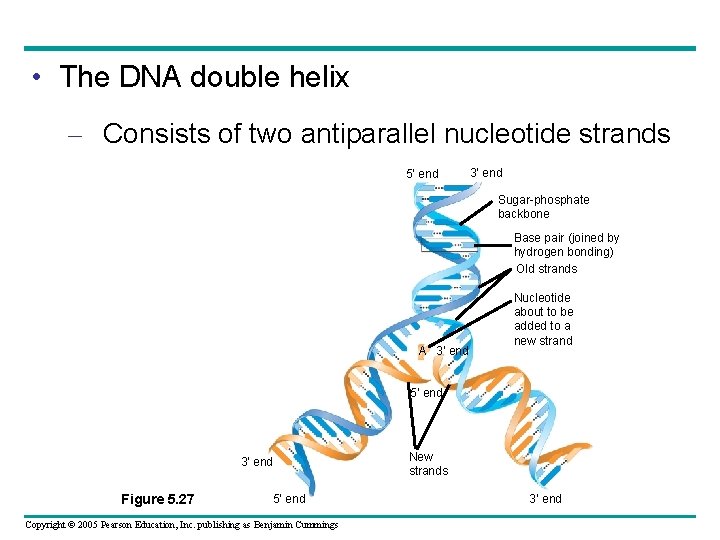  • The DNA double helix – Consists of two antiparallel nucleotide strands 5’