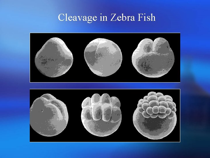 Cleavage in Zebra Fish 