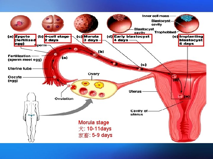 Morula stage 犬: 10 -11 days 家畜: 5 -9 days 