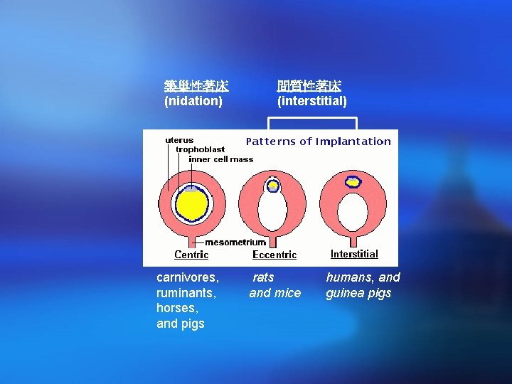 築巢性著床 (nidation) carnivores, ruminants, horses, and pigs 間質性著床 (interstitial) rats and mice humans, and