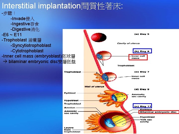 Interstitial implantation間質性著床: -步驟： -Invade侵入 -Ingestive吞食 -Digestive消化 -E 6 ~ E 11 -Trophoblast 滋養層 -Syncytiotrophoblast