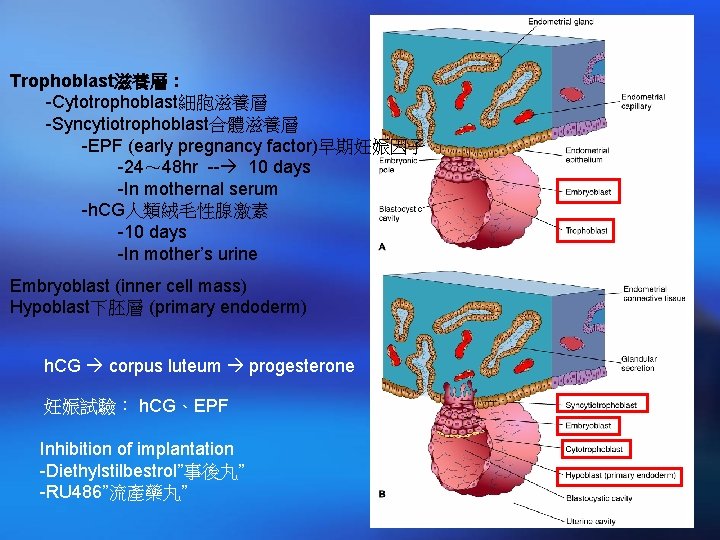 Trophoblast滋養層 : -Cytotrophoblast細胞滋養層 -Syncytiotrophoblast合體滋養層 -EPF (early pregnancy factor)早期妊娠因子 -24～ 48 hr -- 10 days