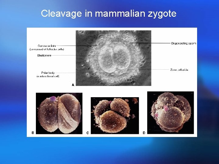 Cleavage in mammalian zygote 