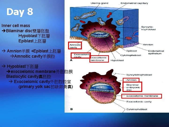 Day 8 Inner cell mass Bilaminar disc雙層胚盤 Hypoblast下胚層 Epiblast上胚層 Amnion羊膜 +Epiblast上胚層 Amnoitic cavity羊膜腔 Hypoblast下胚層