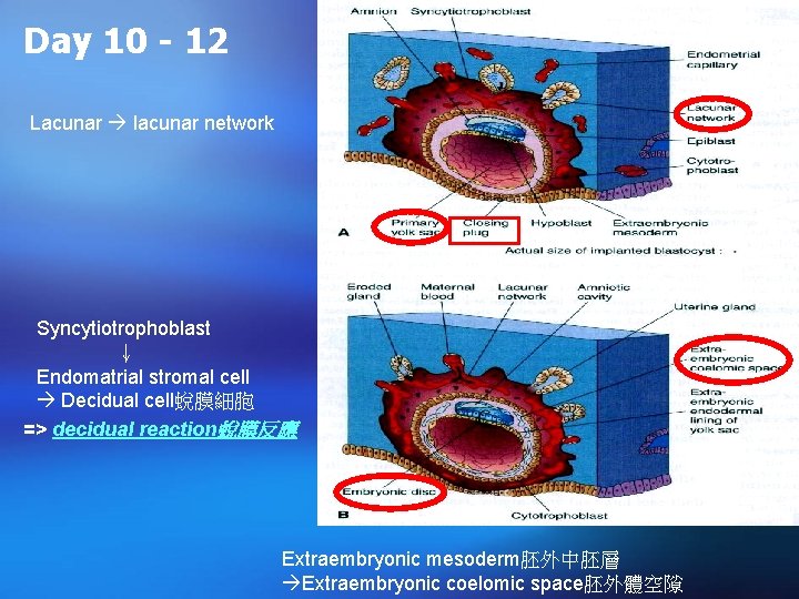 Day 10 - 12 Lacunar lacunar network Syncytiotrophoblast ↓ Endomatrial stromal cell Decidual cell蛻膜細胞