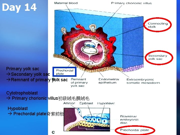 Day 14 Primary yolk sac Secondary yolk sac Remnant of primary yolk sac Cytotrophoblast