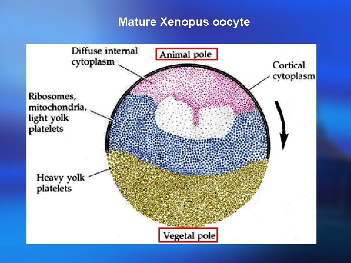 Mature Xenopus oocyte 