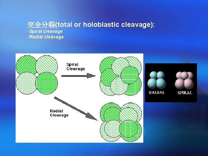 完全分裂(total or holoblastic cleavage): -Spiral cleavage -Radial cleavage 