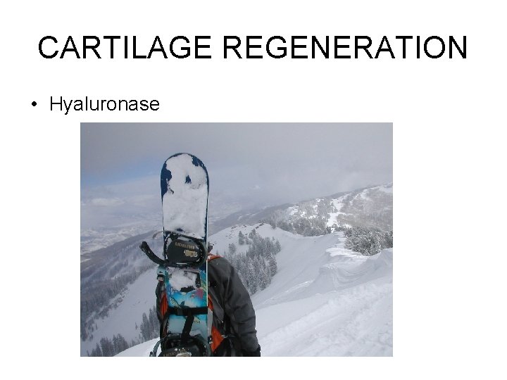 CARTILAGE REGENERATION • Hyaluronase 