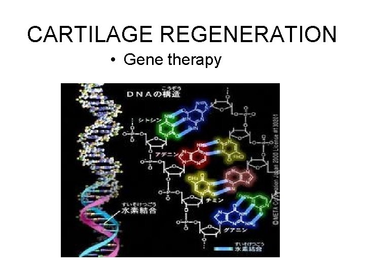 CARTILAGE REGENERATION • Gene therapy CARTILAGE REGENERATION • Gene therapy