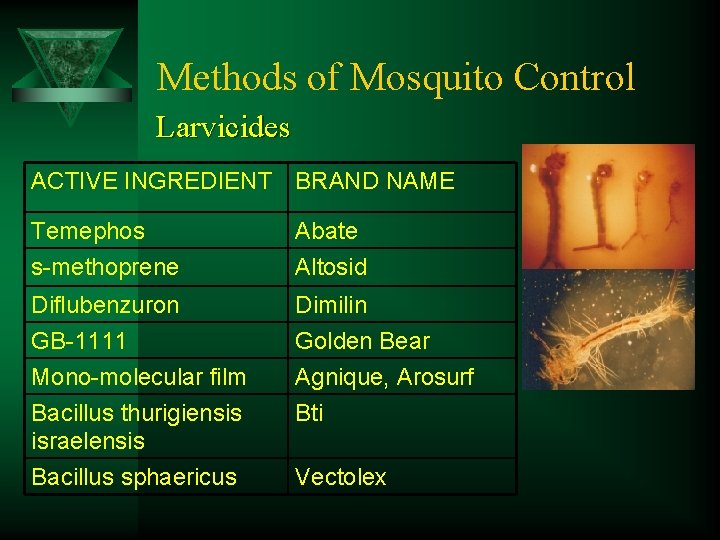 Methods of Mosquito Control Larvicides ACTIVE INGREDIENT BRAND NAME Temephos s-methoprene Abate Altosid Diflubenzuron
