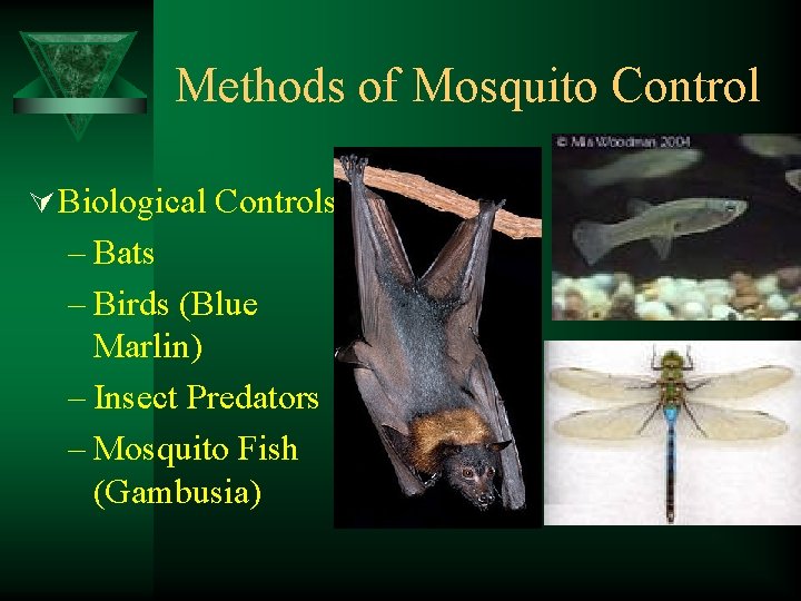Methods of Mosquito Control Ú Biological Controls – Bats – Birds (Blue Marlin) –