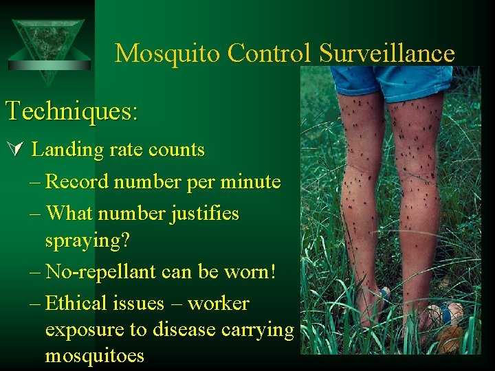 Mosquito Control Surveillance Techniques: Ú Landing rate counts – Record number per minute –