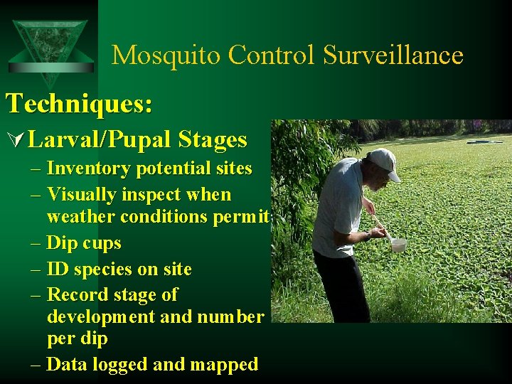 Mosquito Control Surveillance Techniques: ÚLarval/Pupal Stages – Inventory potential sites – Visually inspect when