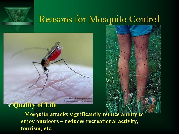 Reasons for Mosquito Control Ú Quality of Life – Mosquito attacks significantly reduce ability