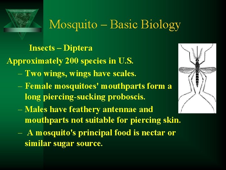 Mosquito – Basic Biology Insects – Diptera Approximately 200 species in U. S. –