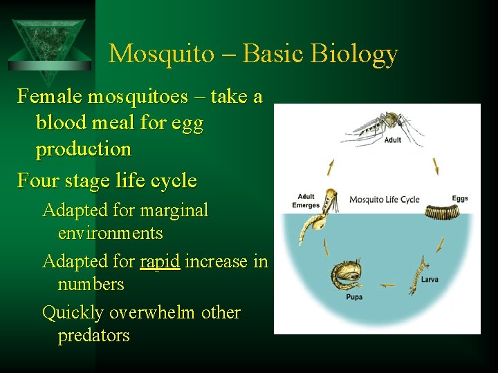 Mosquito – Basic Biology Female mosquitoes – take a blood meal for egg production