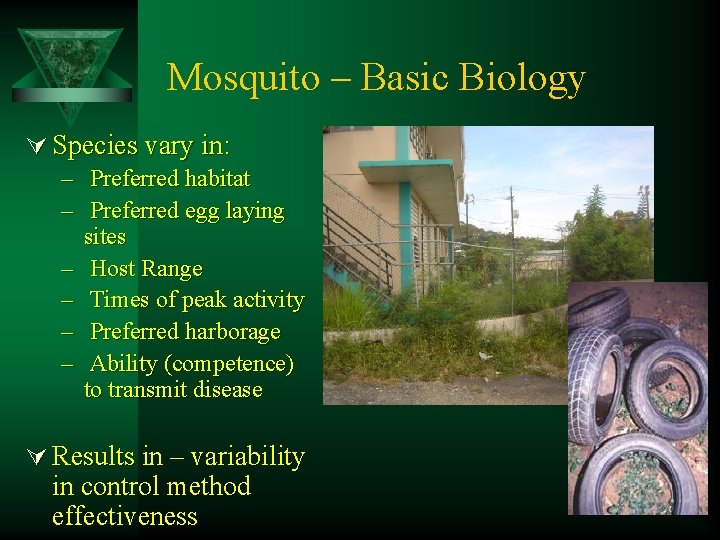 Mosquito – Basic Biology Ú Species vary in: – Preferred habitat – Preferred egg