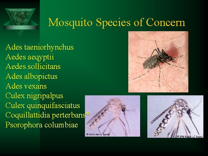 Mosquito Species of Concern Ades taeniorhynchus Aedes aeqyptii Aedes sollicitans Ades albopictus Ades vexans