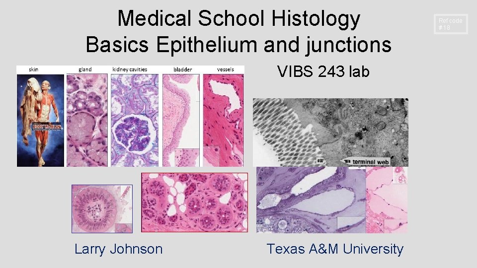 Medical School Histology Basics Epithelium and junctions VIBS 243 lab Larry Johnson Texas A&M