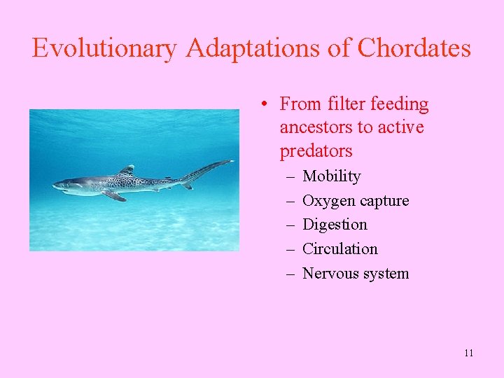 Evolutionary Adaptations of Chordates • From filter feeding ancestors to active predators – –