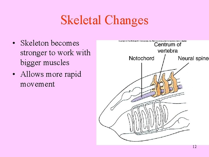 Skeletal Changes • Skeleton becomes stronger to work with bigger muscles • Allows more