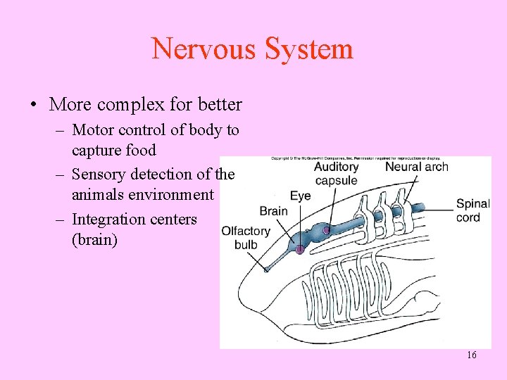 Nervous System • More complex for better – Motor control of body to capture