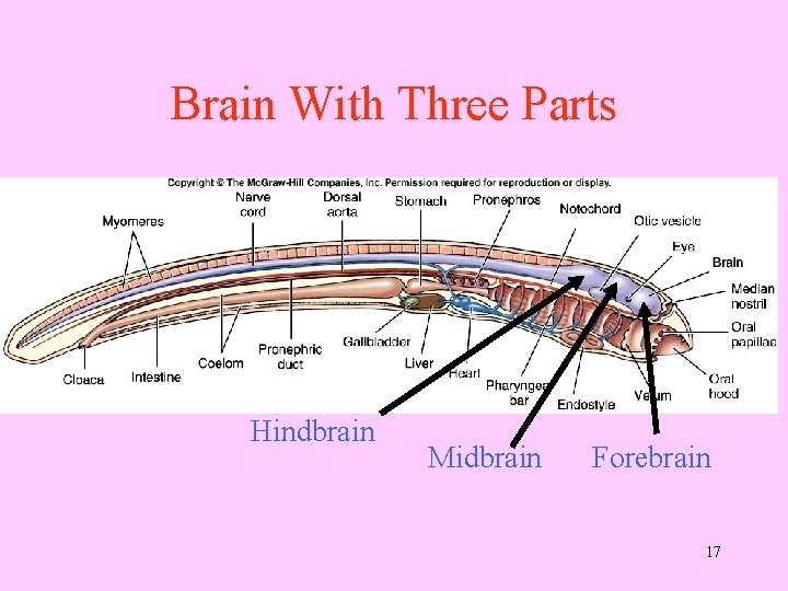 Brain With Three Parts Hindbrain Midbrain Forebrain 17 
