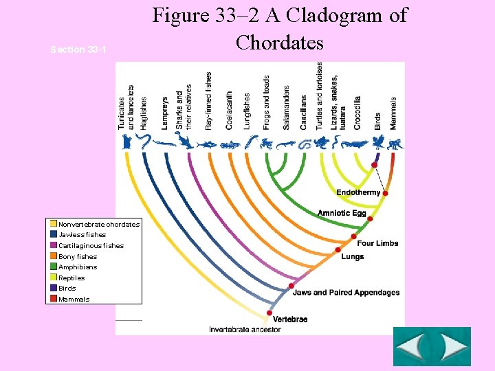 Section 33 -1 Nonvertebrate chordates Jawless fishes Cartilaginous fishes Bony fishes Amphibians Reptiles Birds