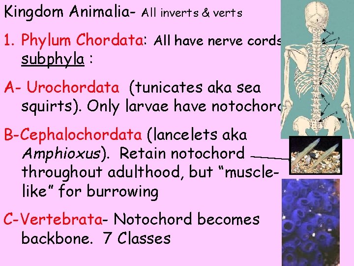 Kingdom Animalia- All inverts & verts 1. Phylum Chordata: All have nerve cords. subphyla