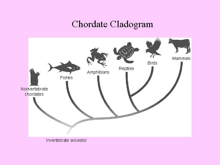 Chordate Cladogram Birds Amphibians Fishes Nonvertebrate chordates Invertebrate ancestor Reptiles Mammals 