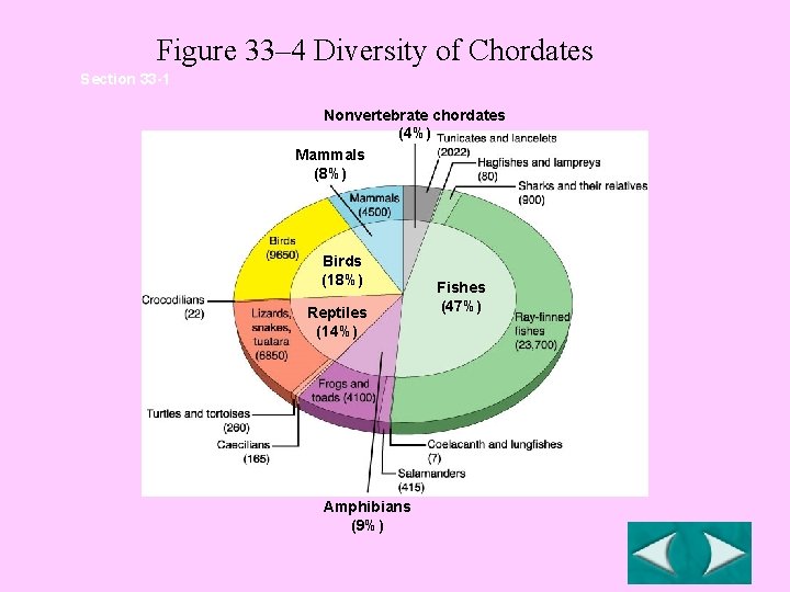 Figure 33– 4 Diversity of Chordates Section 33 -1 Nonvertebrate chordates (4%) Mammals (8%)