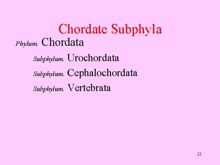 Chordate Subphyla Chordata Phylum. Subphylum. Urochordata Subphylum. Cephalochordata Subphylum. Vertebrata 22 