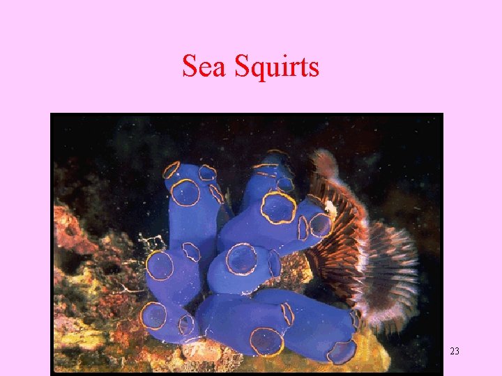 Sea Squirts 23 
