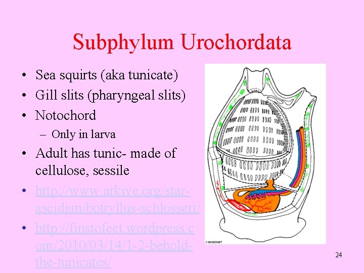 Subphylum Urochordata • Sea squirts (aka tunicate) • Gill slits (pharyngeal slits) • Notochord