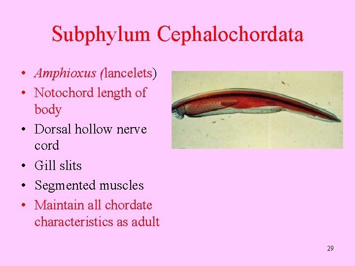 Subphylum Cephalochordata • Amphioxus (lancelets) • Notochord length of body • Dorsal hollow nerve