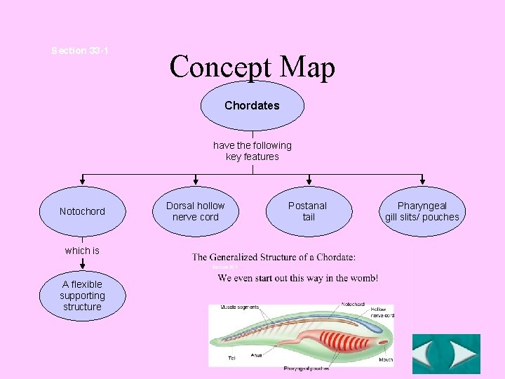 Section 33 -1 Concept Map Chordates have the following key features Notochord which is