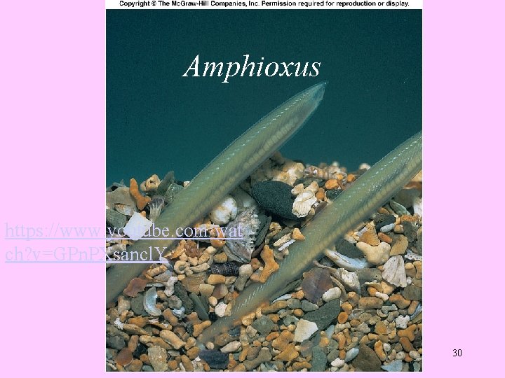 Amphioxus https: //www. youtube. com/wat ch? v=GPn. PXsancl. Y 30 