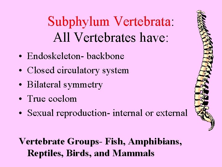 Subphylum Vertebrata: All Vertebrates have: • • • Endoskeleton- backbone Closed circulatory system Bilateral