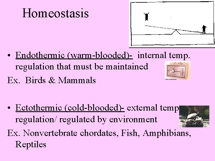 Homeostasis • Endothermic (warm-blooded)- internal temp. regulation that must be maintained Ex. Birds &