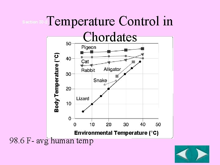 Temperature Control in Chordates Body Temperature (°C) Section 33 -2 Environmental Temperature (°C) 98.