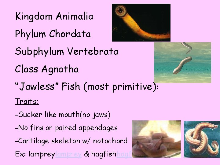 Kingdom Animalia Phylum Chordata Subphylum Vertebrata Class Agnatha “Jawless” Fish (most primitive): Traits: -Sucker