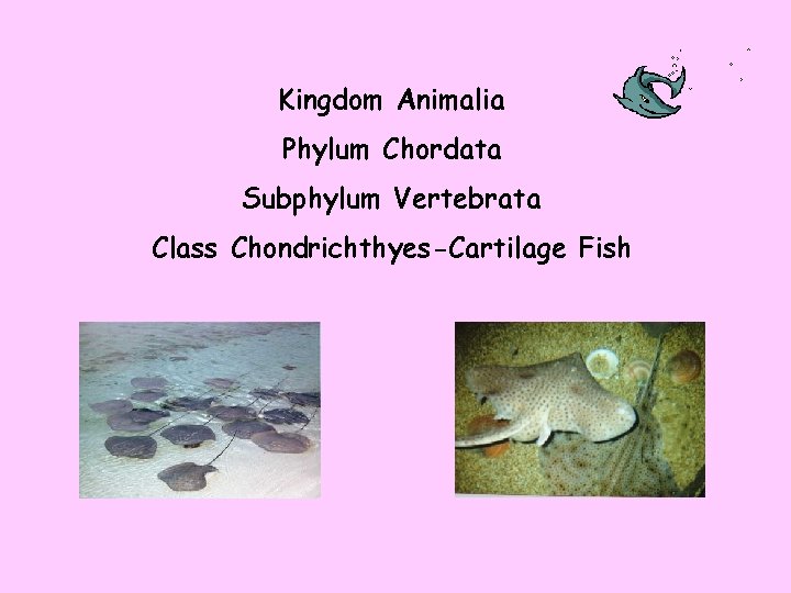 Kingdom Animalia Phylum Chordata Subphylum Vertebrata Class Chondrichthyes-Cartilage Fish 