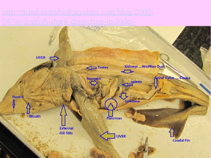 http: //missbakersbiologyclass. com/blog/2009/ 04/06/dogfish-shark-dissection-includesvideo/ 